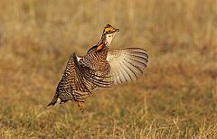 Greater Prairie-Chicken